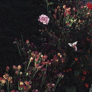 免费观看黄色小说
